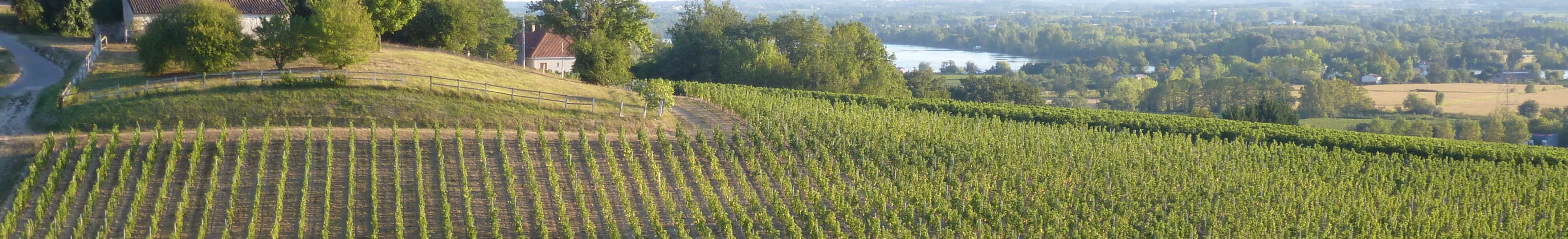 2015 Château Vieux Dominique, « Supérieur Shop – Bordeaux Wine AOC Reserve » Bordeaux